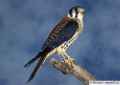 Сапсан фото (Falco peregrinus) - изображение №742 onbird.ru.<br>Источник: www.allaboutbirds.org
